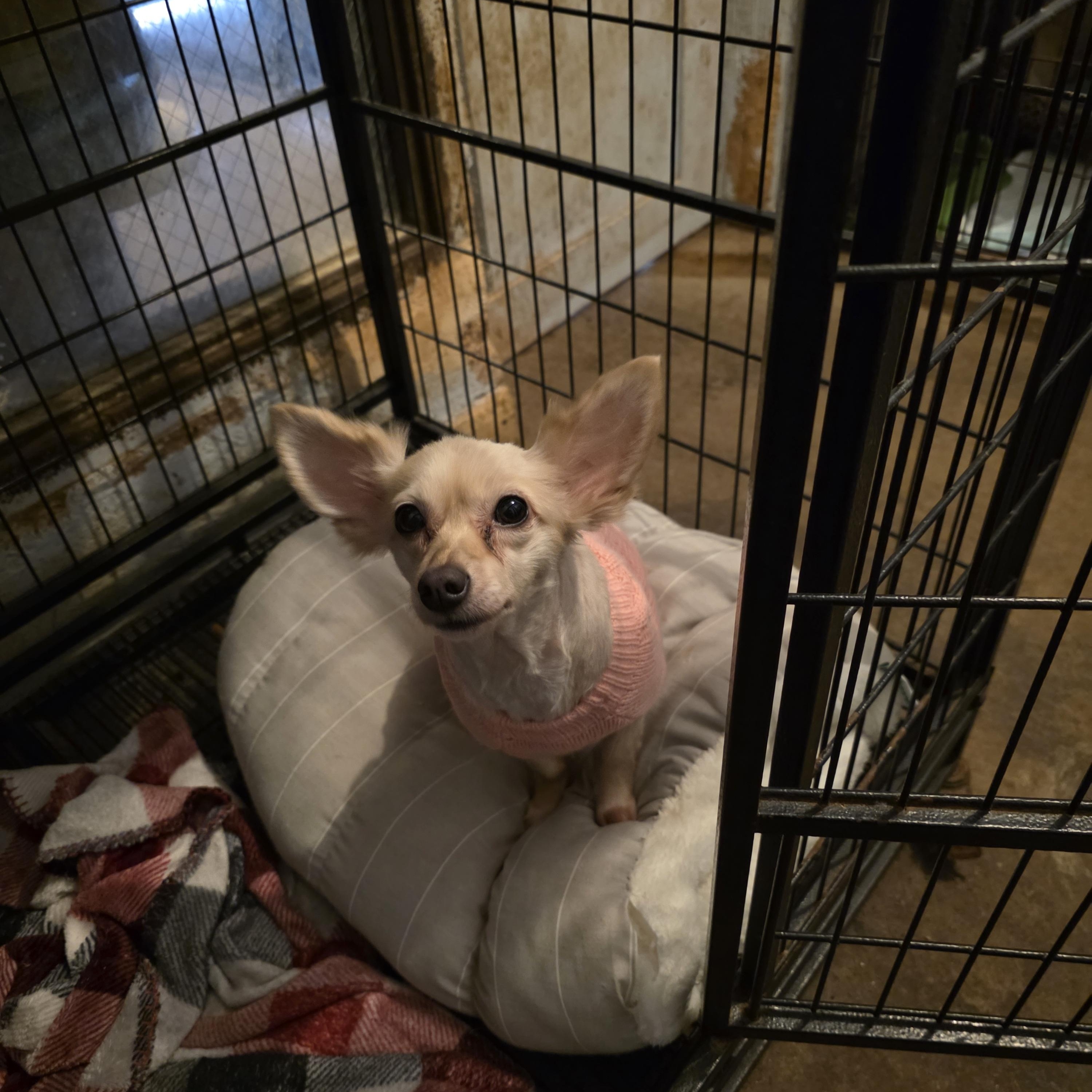 Enlarge Itsy (Izzy), a Adoptable Chihuahua in Wever, IA image 2/5