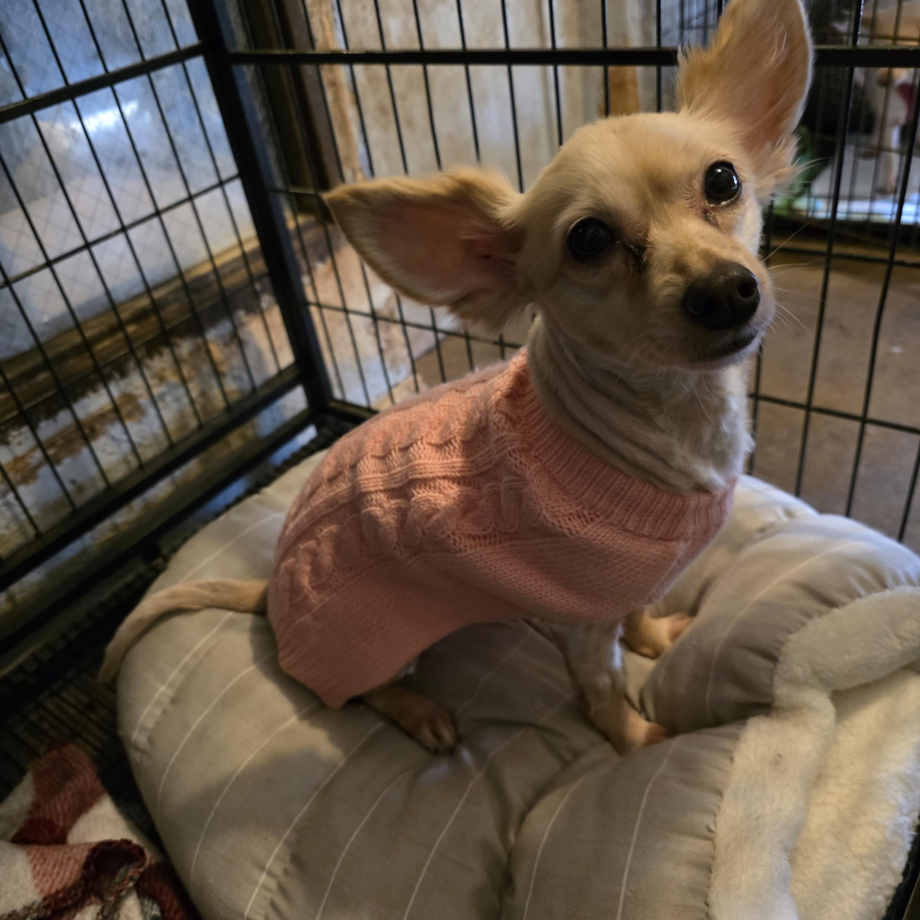 Enlarge Itsy (Izzy), a Adoptable Chihuahua in Wever, IA image 3/5