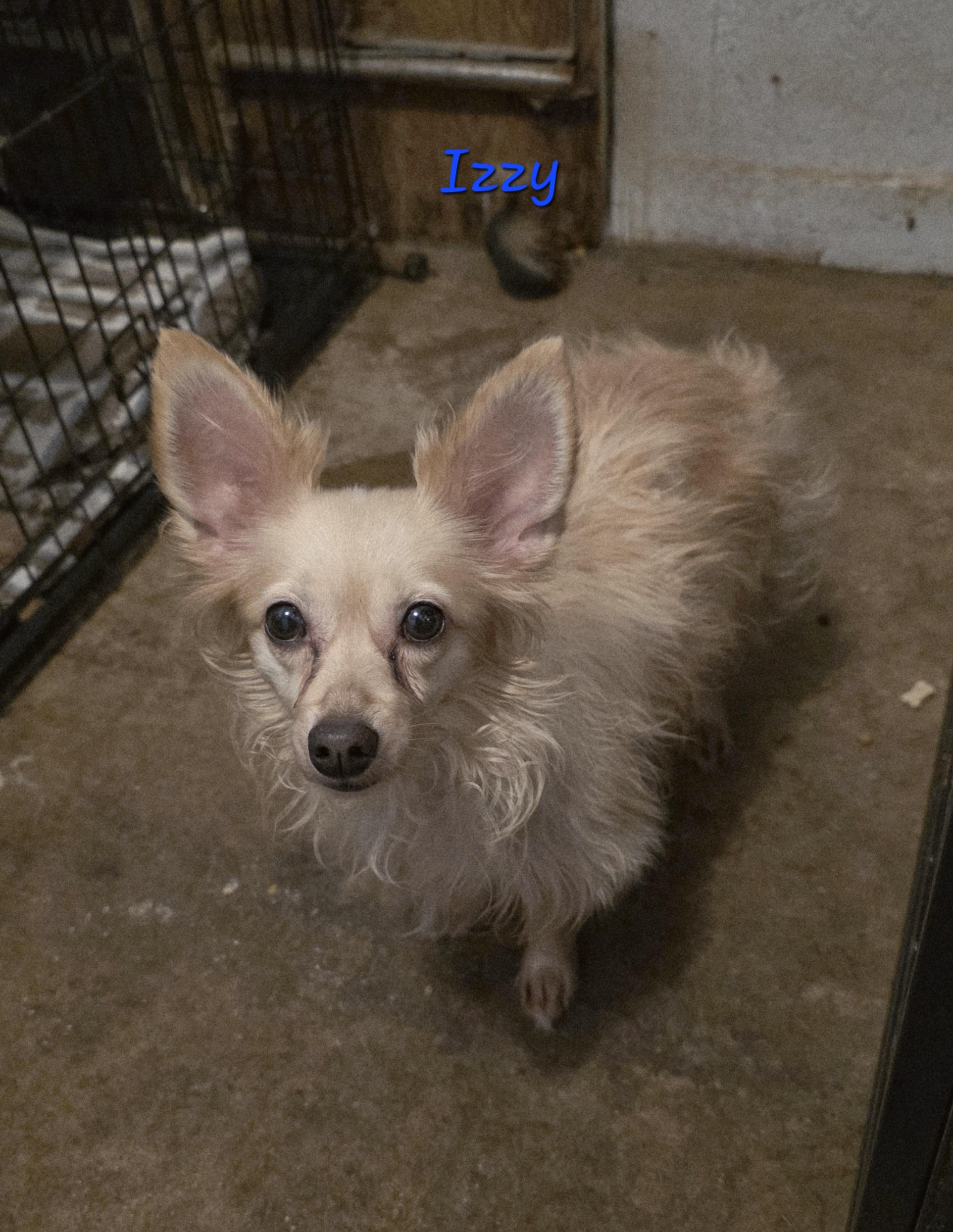 Enlarge Itsy (Izzy), a Adoptable Chihuahua in Wever, IA image 4/5