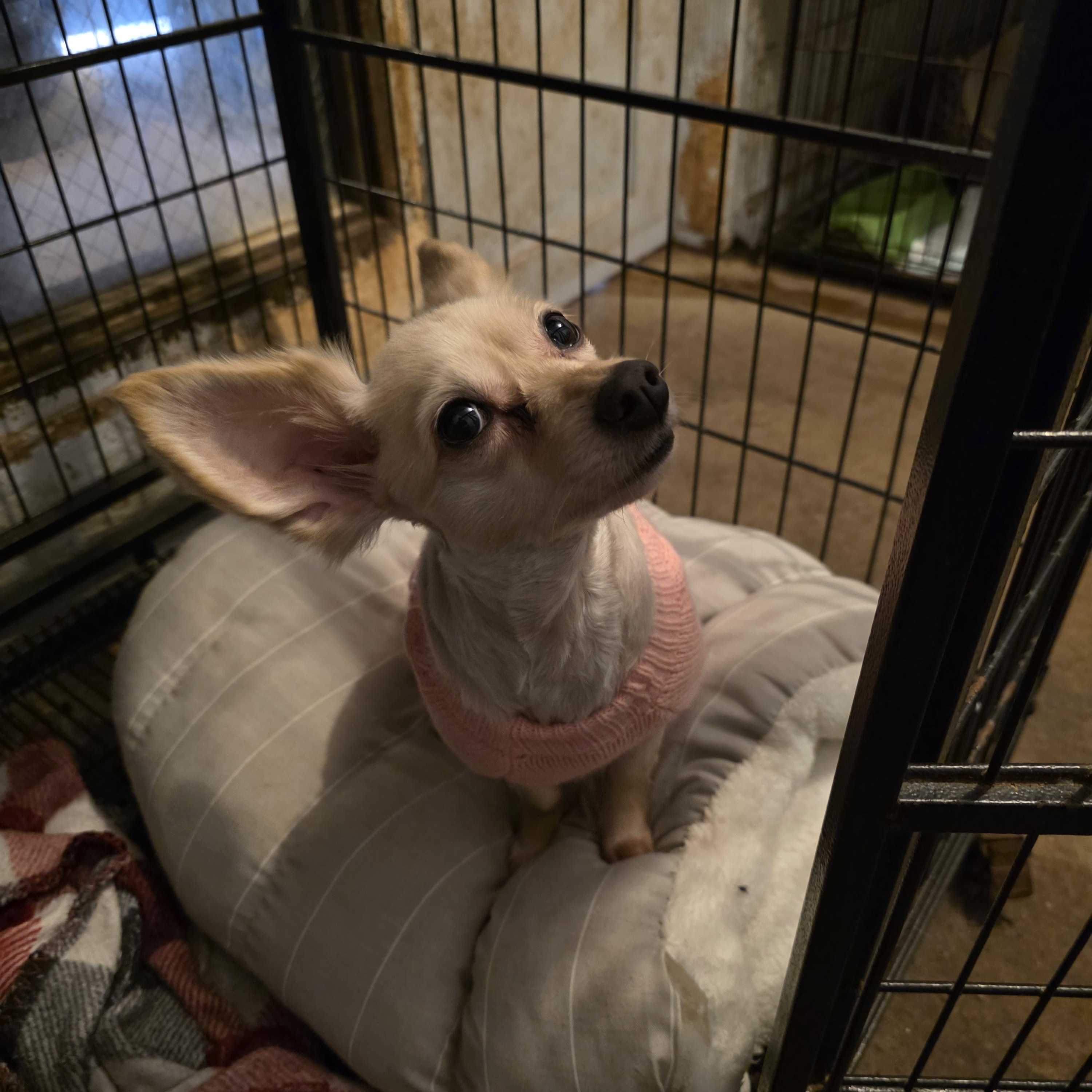 Enlarge Itsy (Izzy), a Adoptable Chihuahua in Wever, IA image 5/5