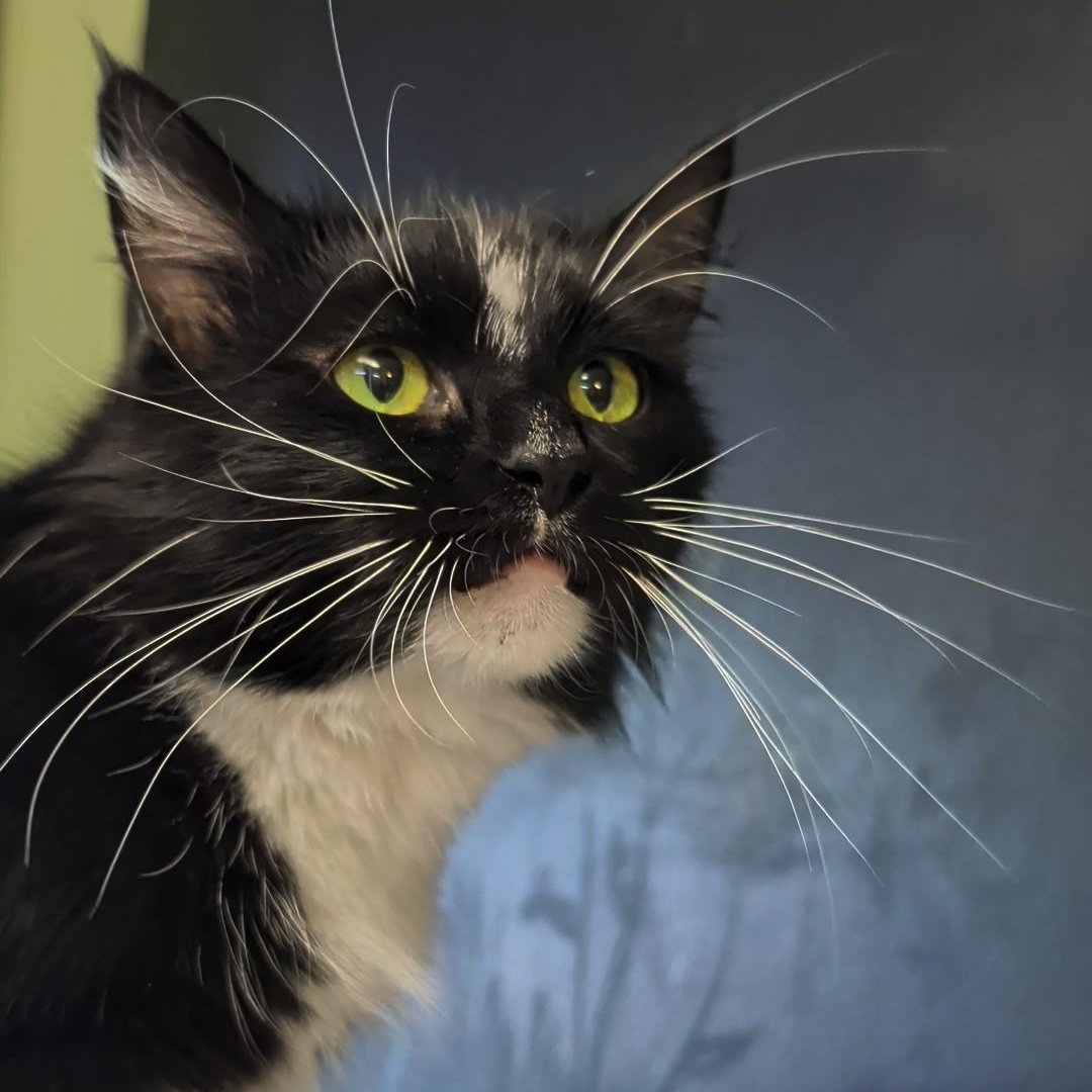 Enlarge Mummy, a Adopted Domestic Long Hair in West Jefferson, OH image 3/6