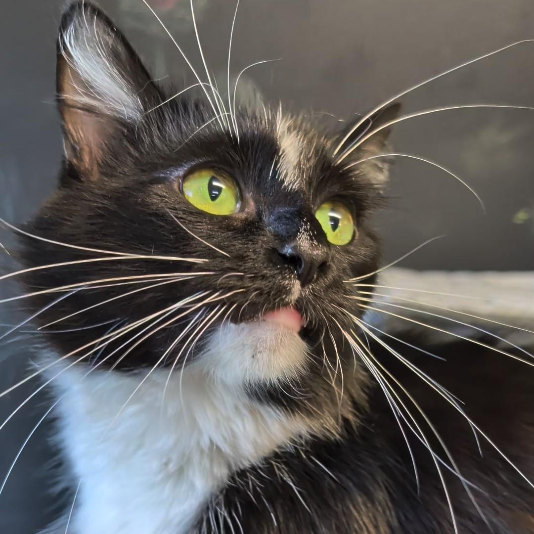 Enlarge Mummy, a Adopted Domestic Long Hair in West Jefferson, OH image 4/6