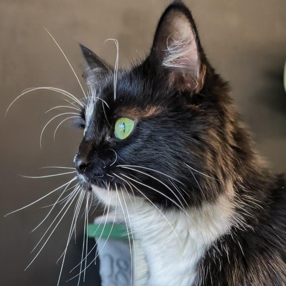 Enlarge Mummy, a Adopted Domestic Long Hair in West Jefferson, OH image 5/6