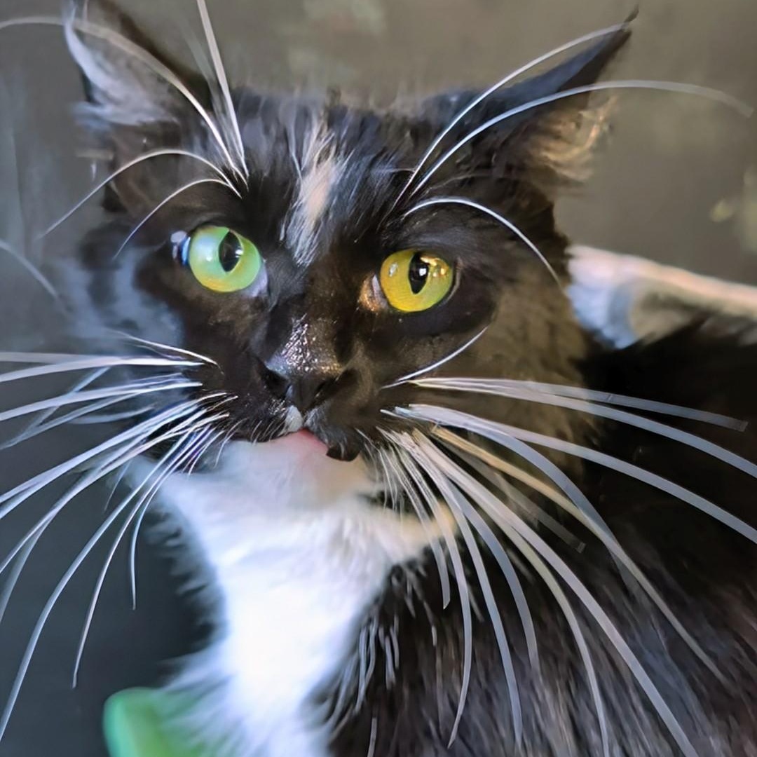 Enlarge Mummy, a Adopted Domestic Long Hair in West Jefferson, OH image 2/6