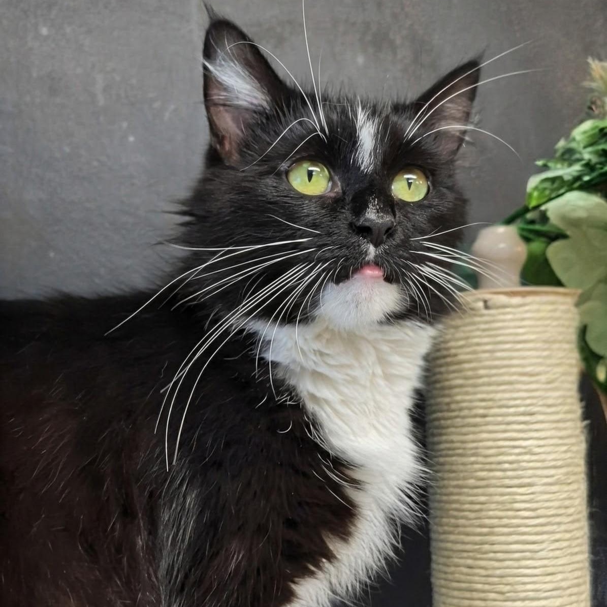 Enlarge Mummy, a Adopted Domestic Long Hair in West Jefferson, OH image 1/6