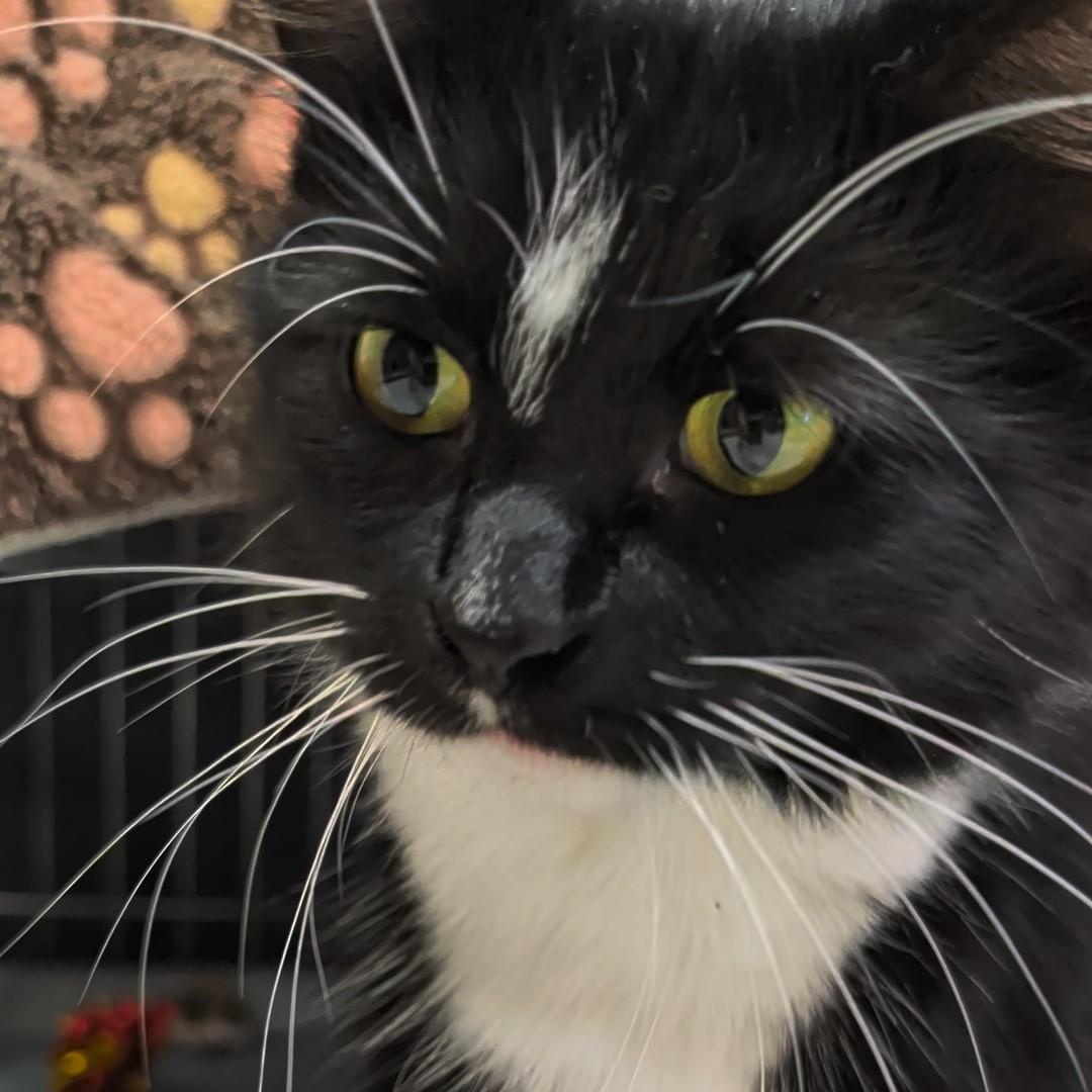 Enlarge Mummy, a Adopted Domestic Long Hair in West Jefferson, OH image 6/6