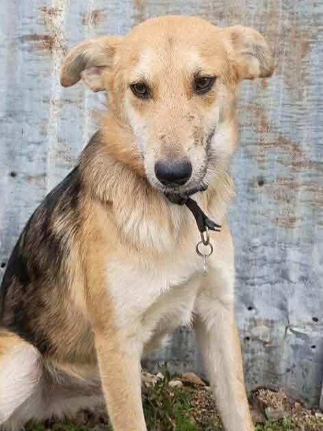 Scout, a Adoptable mixed breed in Portland, OR image 2/5