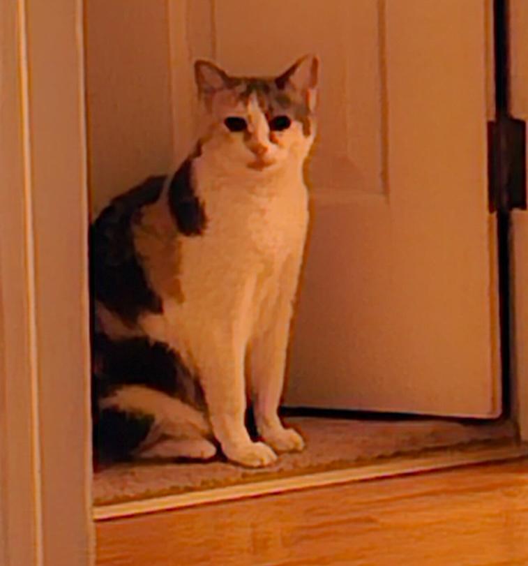 Violet &Marlo(bonded pair), a Adoptable Calico in Sayville, NY image 1/4