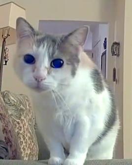 Violet &Marlo(bonded pair), a Adoptable Calico in Sayville, NY image 2/4