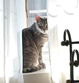 Violet &Marlo(bonded pair), a Adoptable Calico in Sayville, NY image 3/4