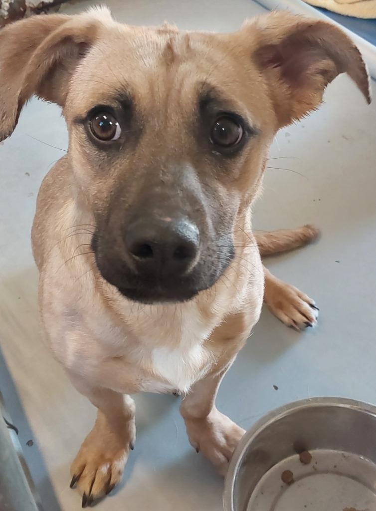 Choco, Adoptable, Young Female Basset Hound.