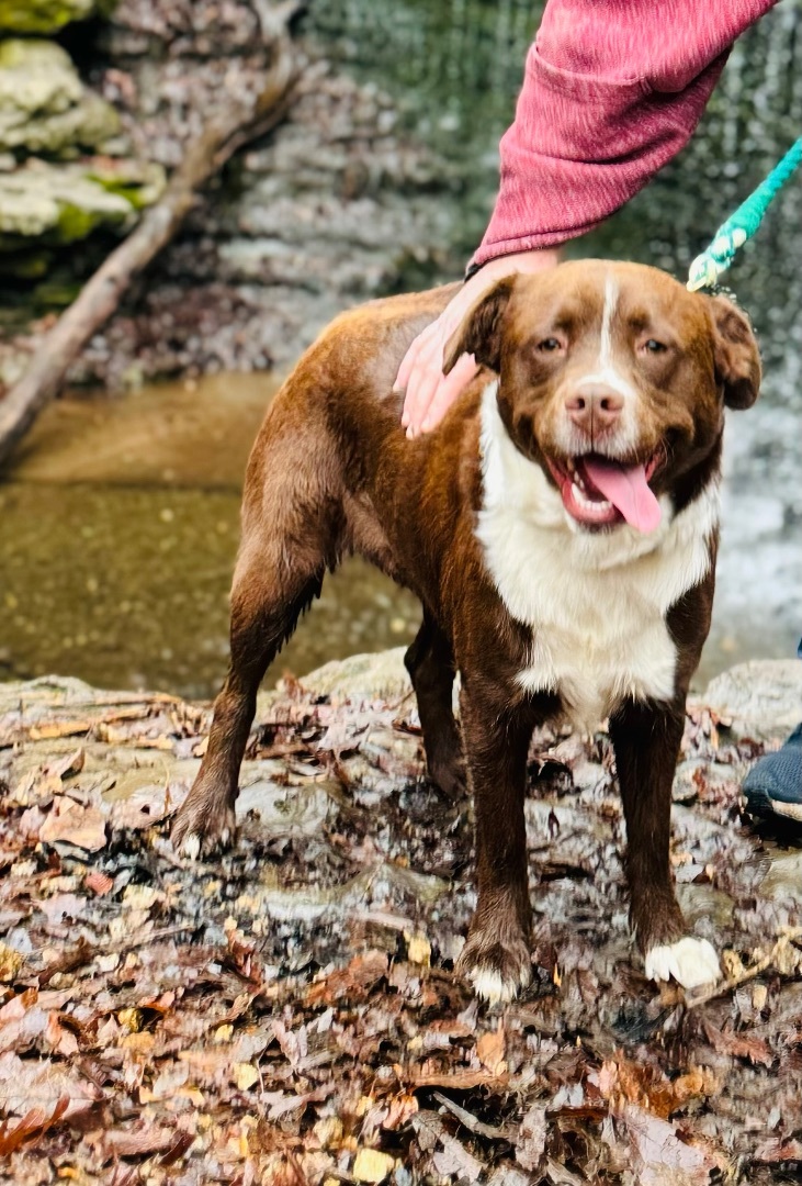 Cookie, Adopted, Young Male Mixed Breed.