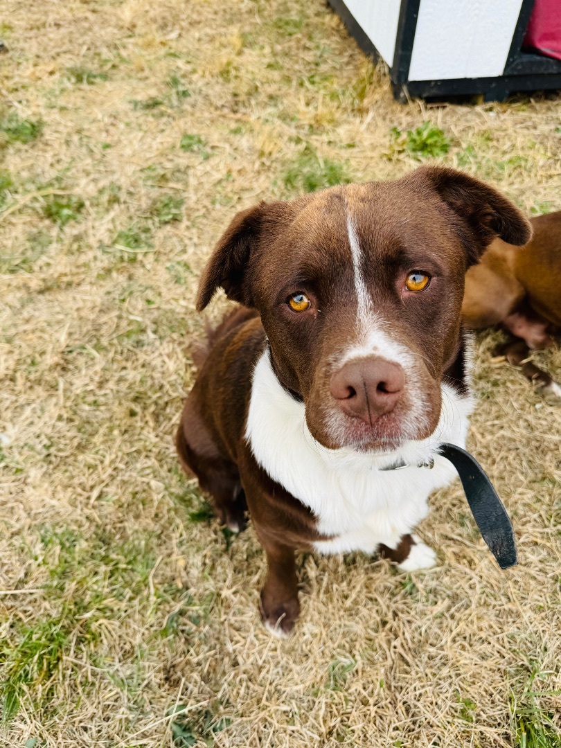Cookie, a Adopted Mixed Breed in Wartrace, TN image 2/5