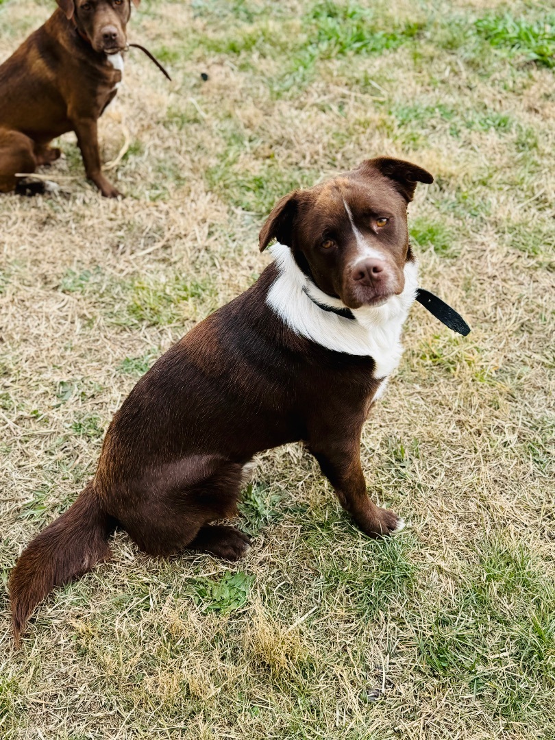 Cookie, a Adopted Mixed Breed in Wartrace, TN image 4/5