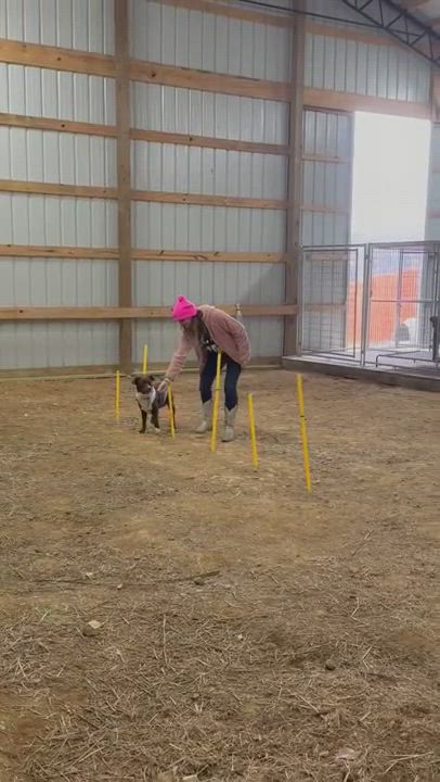 Enlarge Cookie, a Adopted Mixed Breed in Wartrace, TN video 5/5