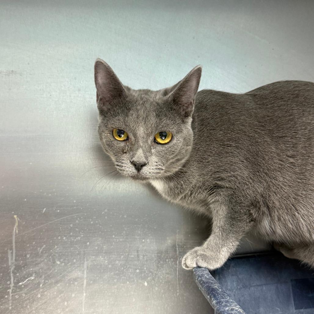 Enlarge Kip, a Adoptable Russian Blue in Casa Grande, AZ image 1/1