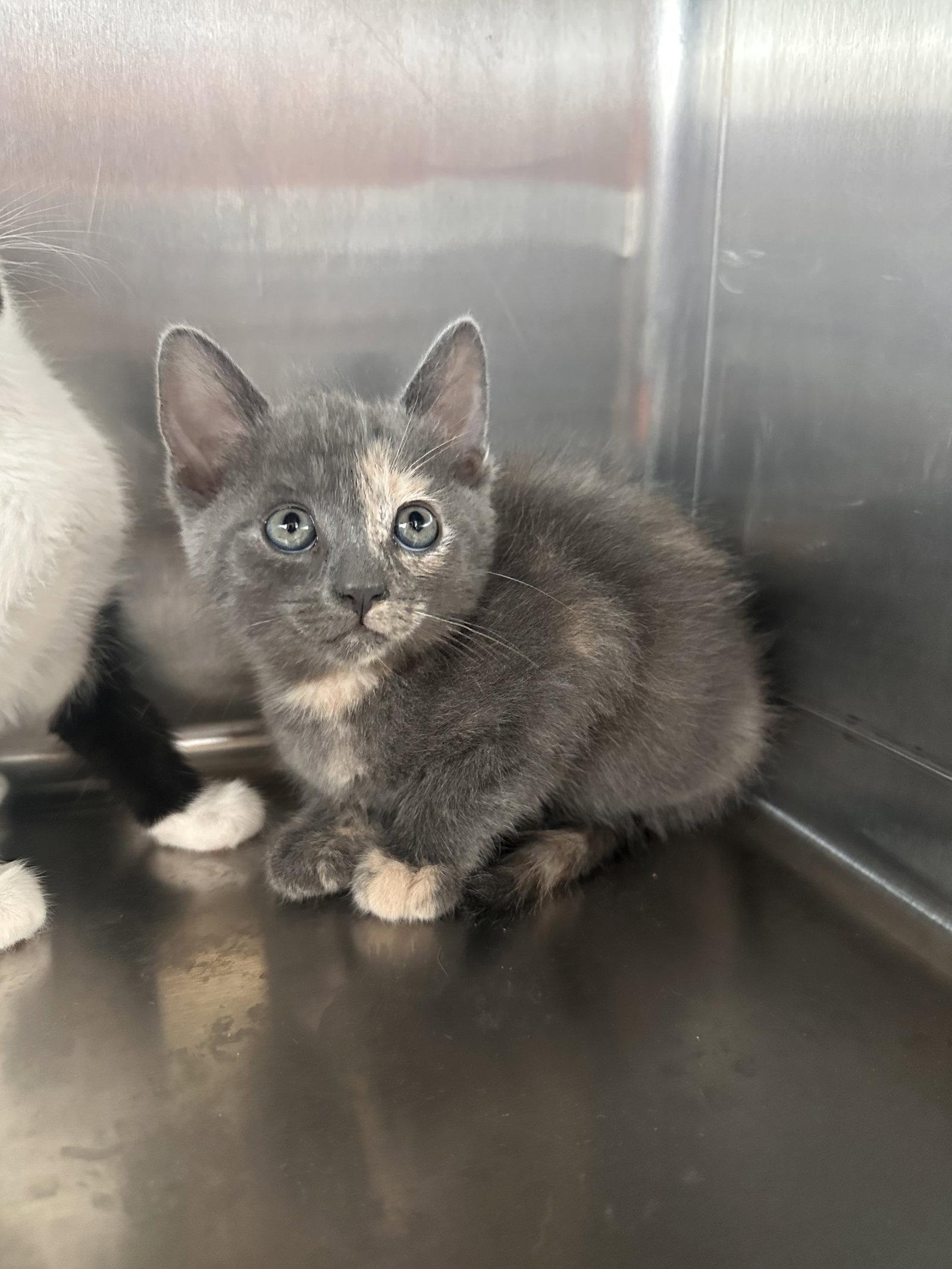 Pixie ( Nicole ), Adoptable, Kitten Female Calico.