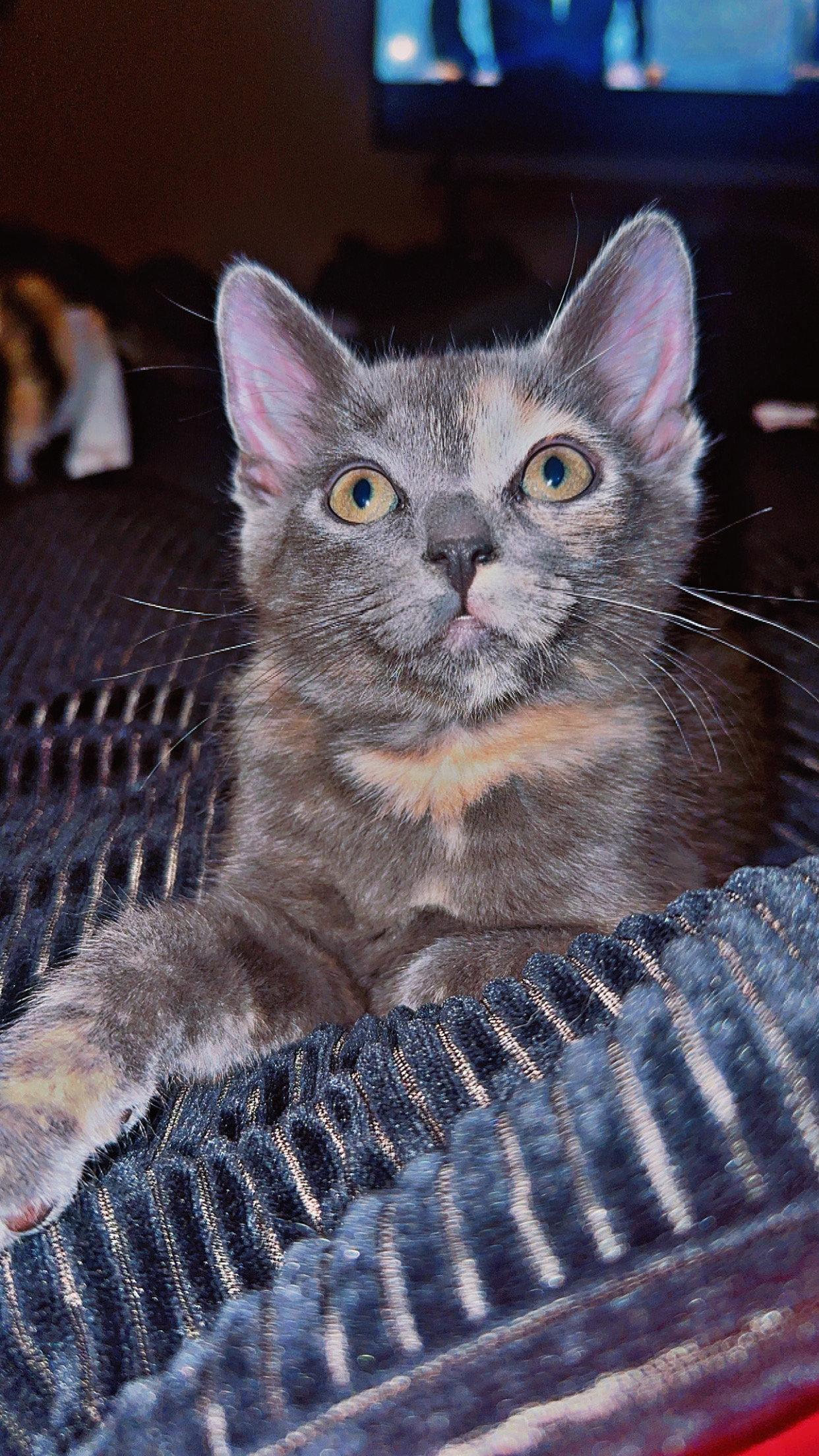 Pixie ( Nicole ), a Adoptable Calico in Vallejo, CA image 3/3