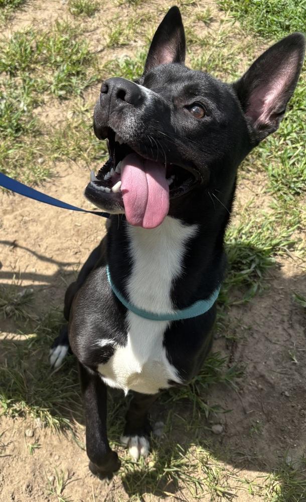 Enlarge Midnight, a Adoptable mixed breed in Kalamazoo, MI image 2/4