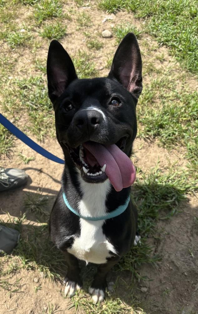Enlarge Midnight, a Adoptable mixed breed in Kalamazoo, MI image 3/4