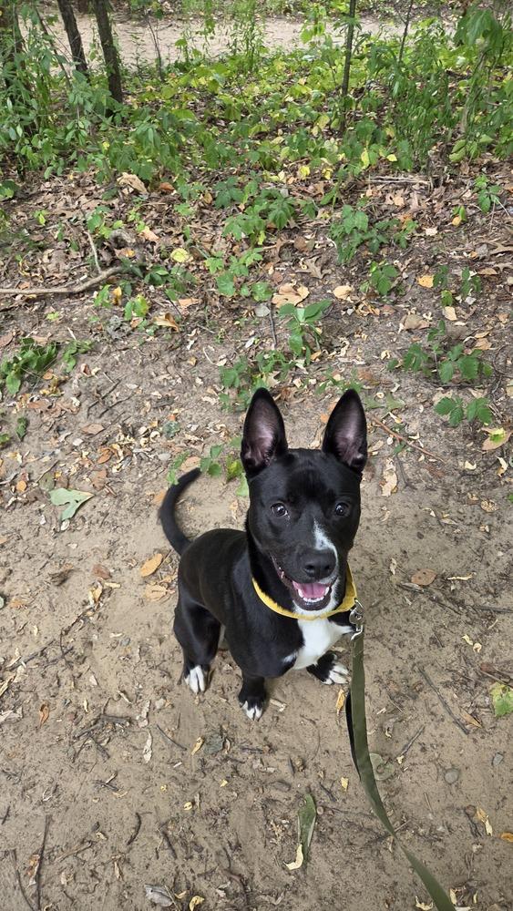 Enlarge Midnight, a Adoptable mixed breed in Kalamazoo, MI image 4/4