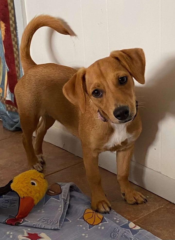 Enlarge Dottie, a Adopted mixed breed in Lockport, NY image 1/1