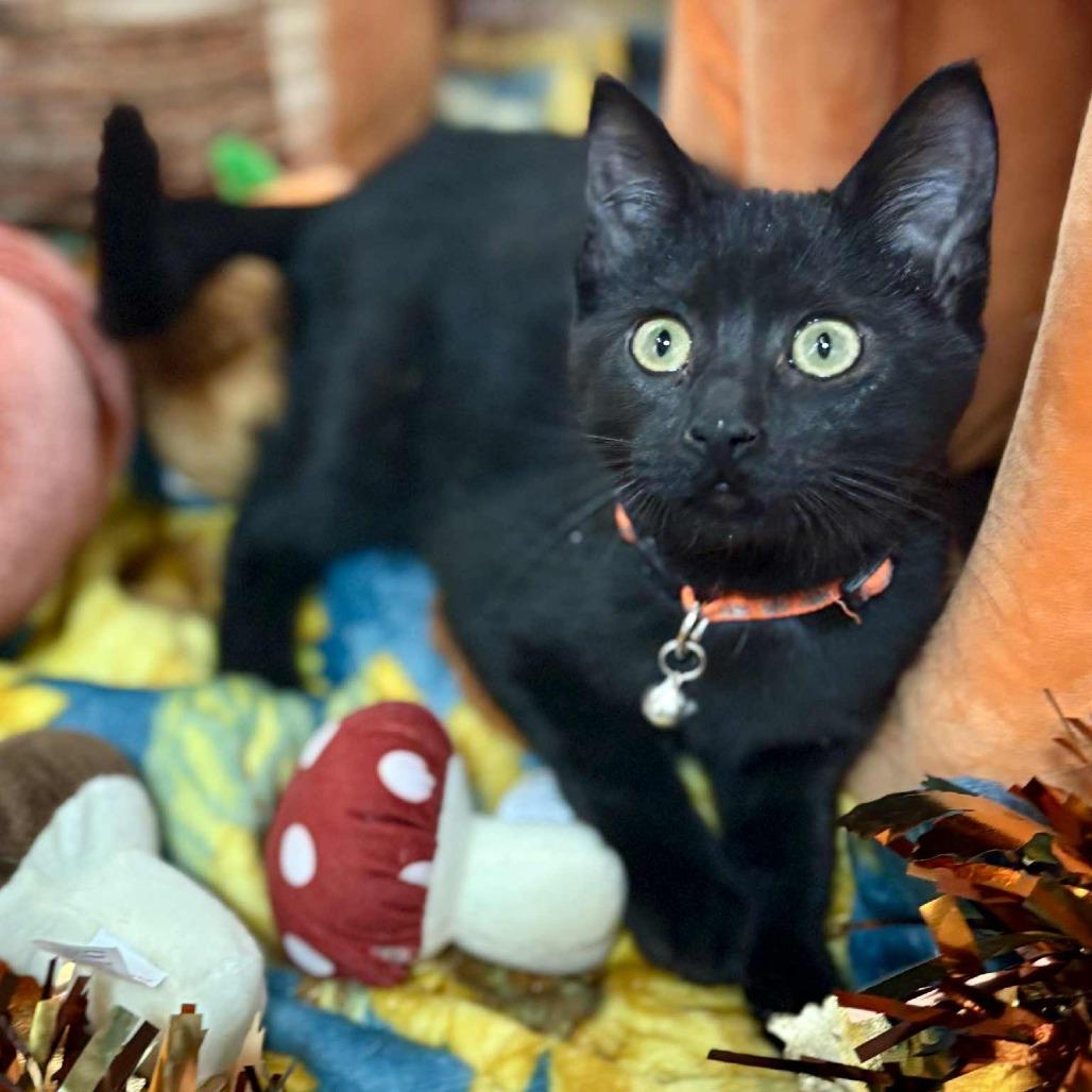 Lilith — thumbnail 4