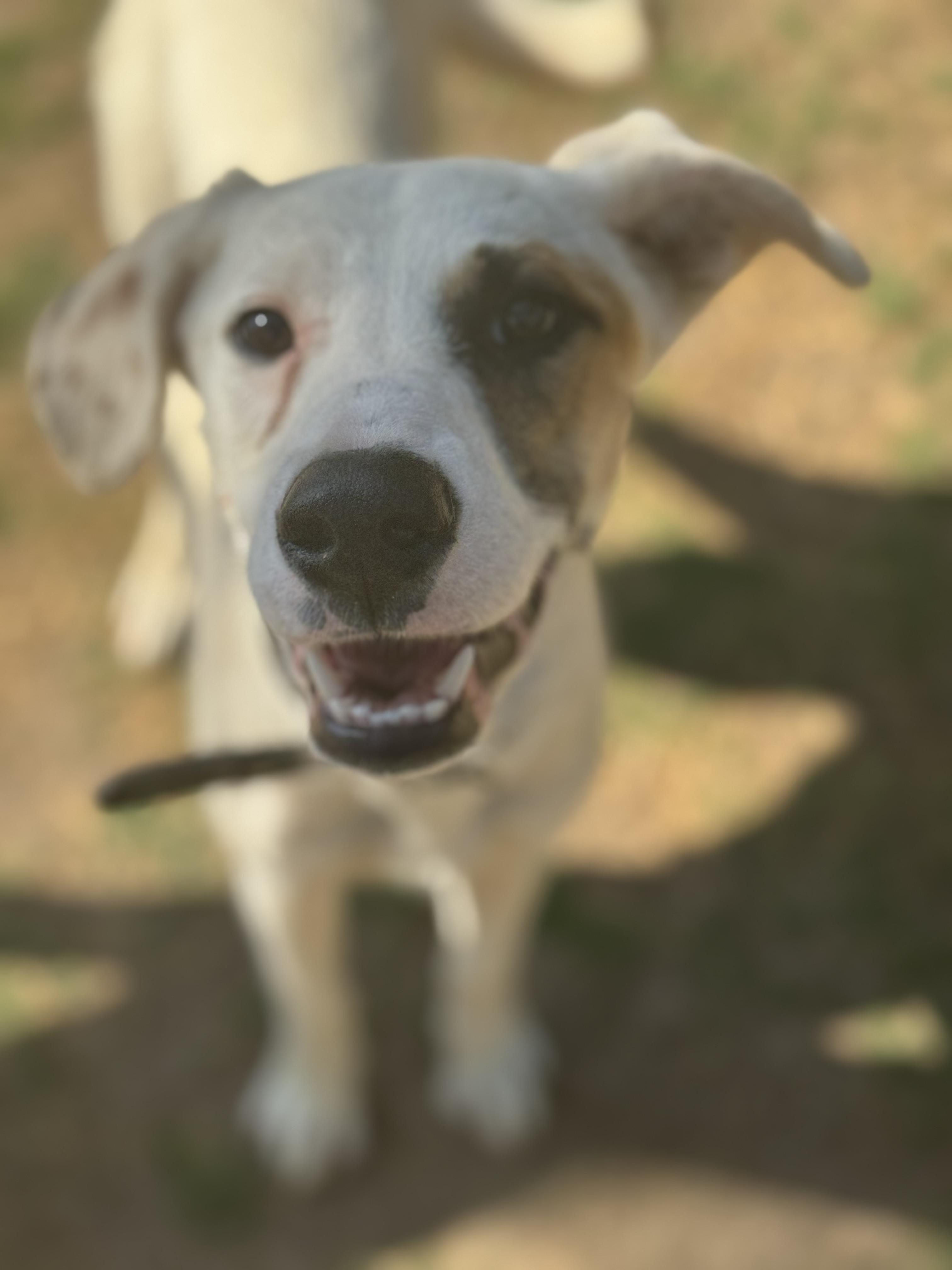 Polly, Adoptable, Puppy Female Whippet & Shepherd.