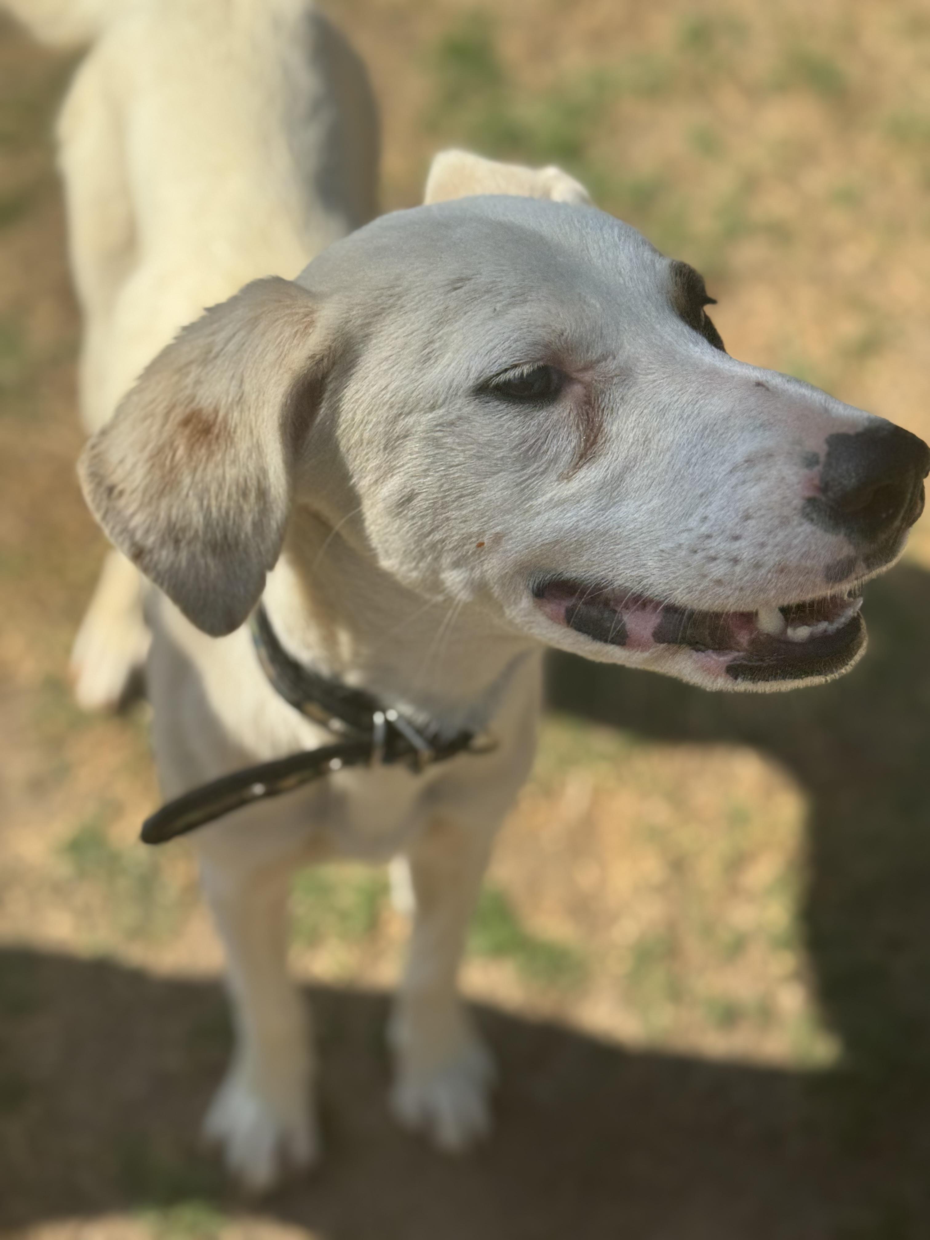 Enlarge Polly, a Adoptable mixed breed in Bakersfield, CA image 2/3