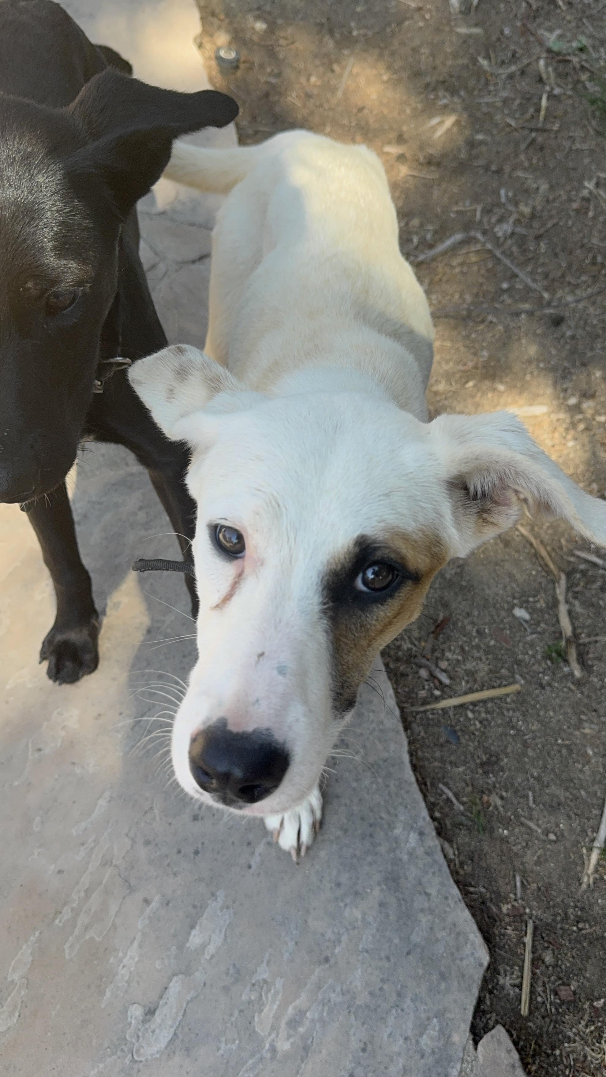 Enlarge Polly, a Adoptable mixed breed in Bakersfield, CA image 3/3