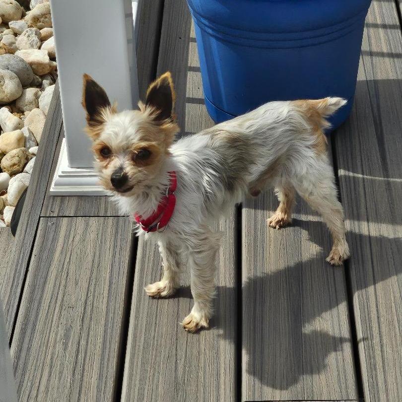 Iggy, Adoptable, Senior Male Yorkshire Terrier.