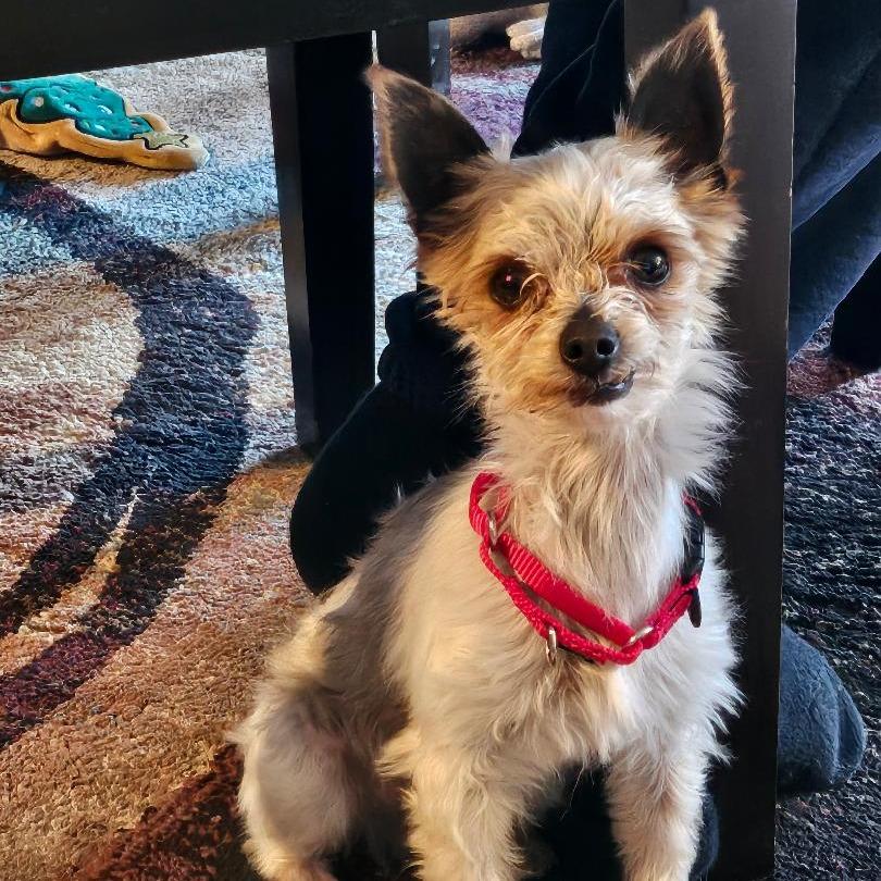 Enlarge Iggy, a Adoptable Yorkshire Terrier in Sinking Spring, PA image 2/4