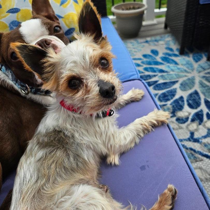 Enlarge Iggy, a Adoptable Yorkshire Terrier in Sinking Spring, PA image 3/4