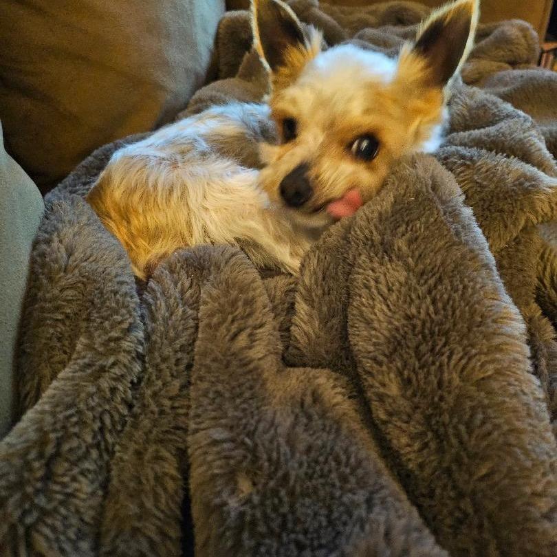 Enlarge Iggy, a Adoptable Yorkshire Terrier in Sinking Spring, PA image 4/4