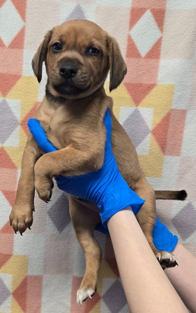 Theo, Adoptable, Puppy Male Beagle & Dachshund.