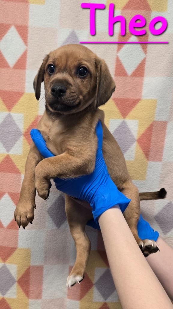 Enlarge Theo, a Adoptable mixed breed in Murphysboro, IL image 2/3