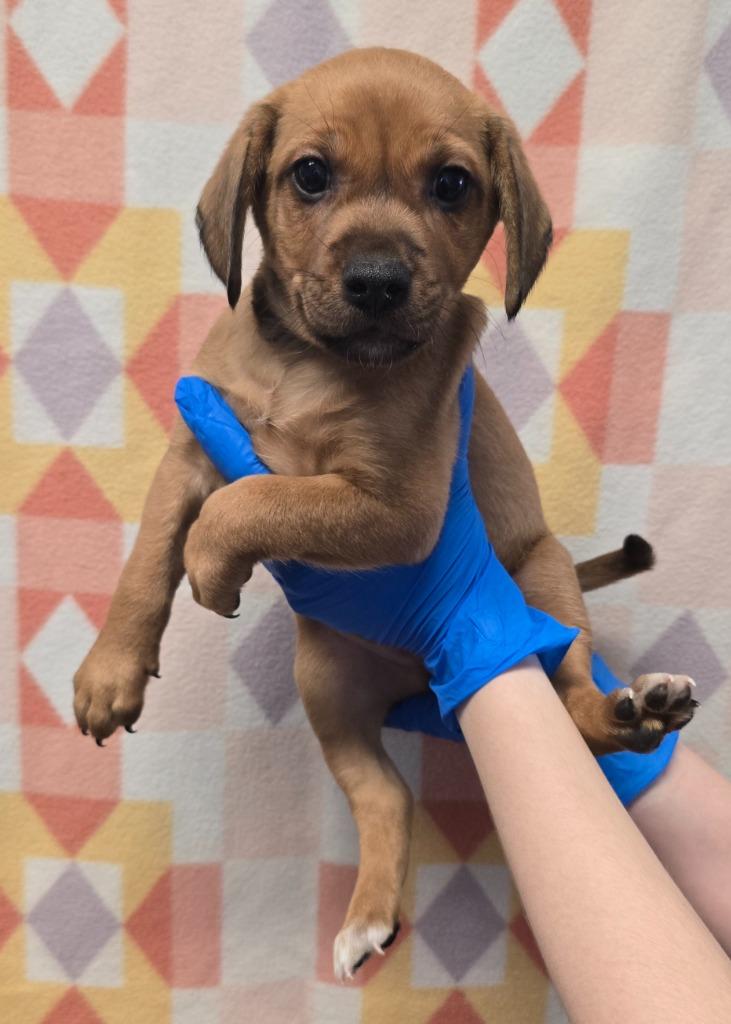 Enlarge Theo, a Adoptable mixed breed in Murphysboro, IL image 3/3