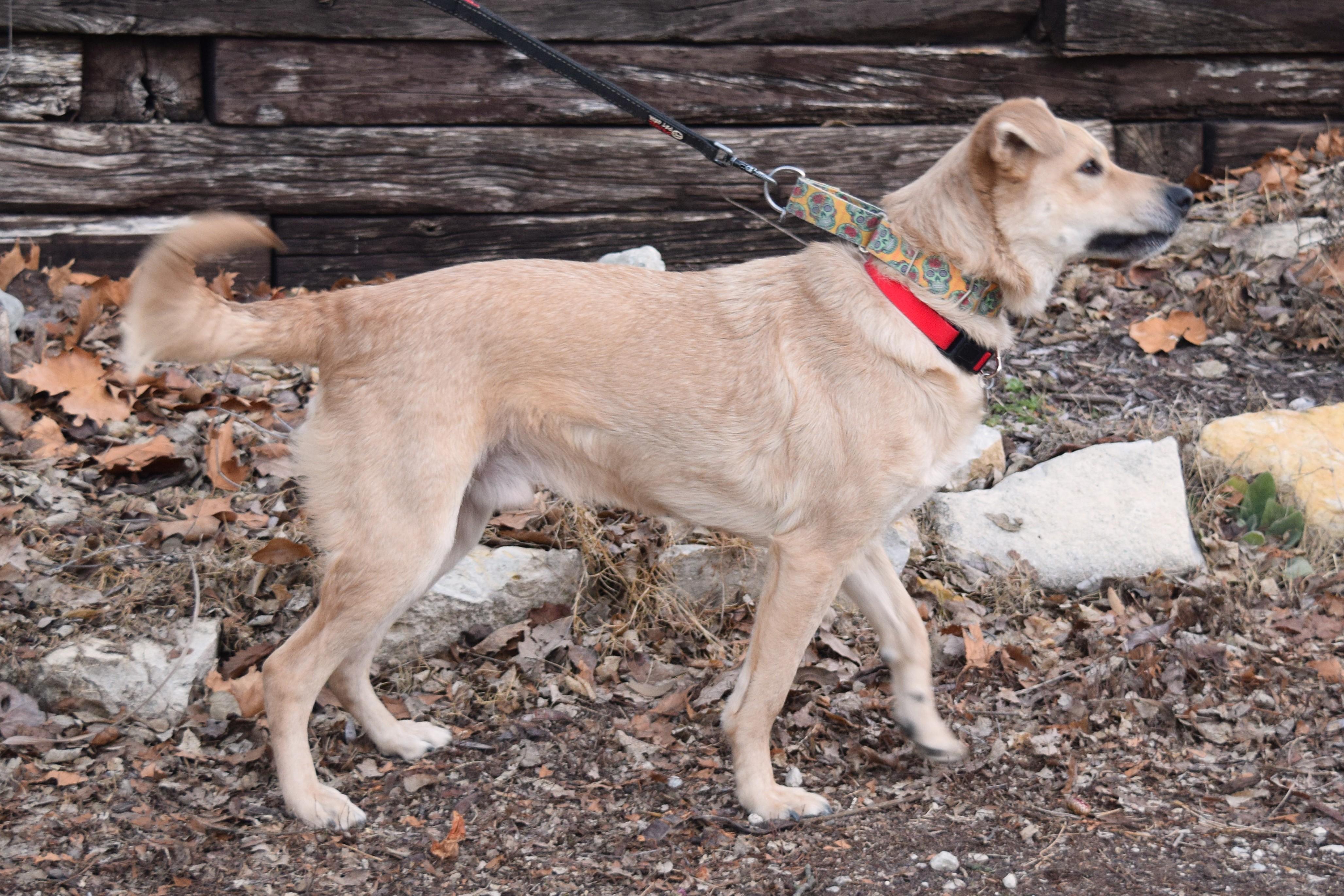Frank, an adopted mixed breed in Parkville, MO image 5/6