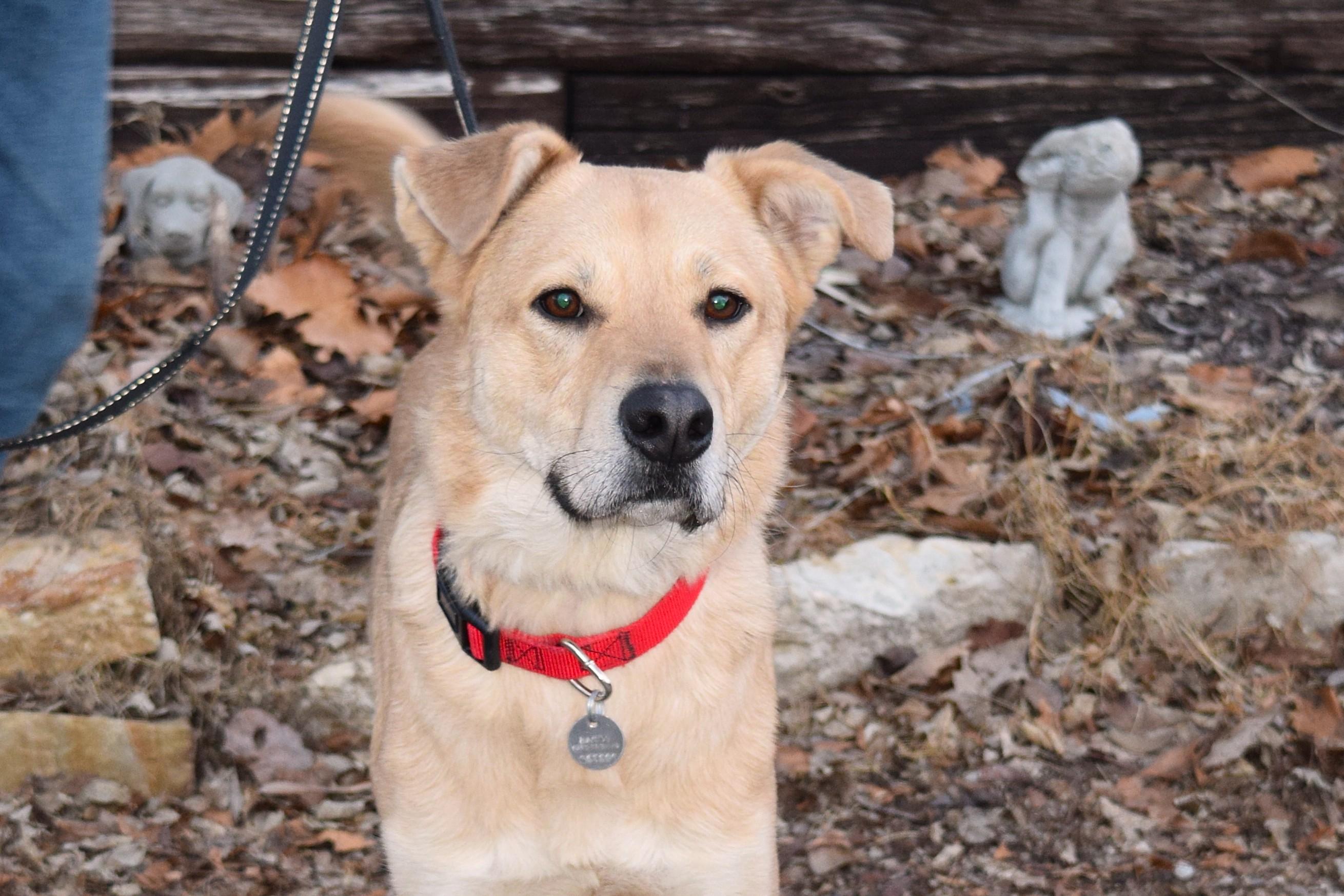 Frank, adopted, Young Male Labrador Retriever.