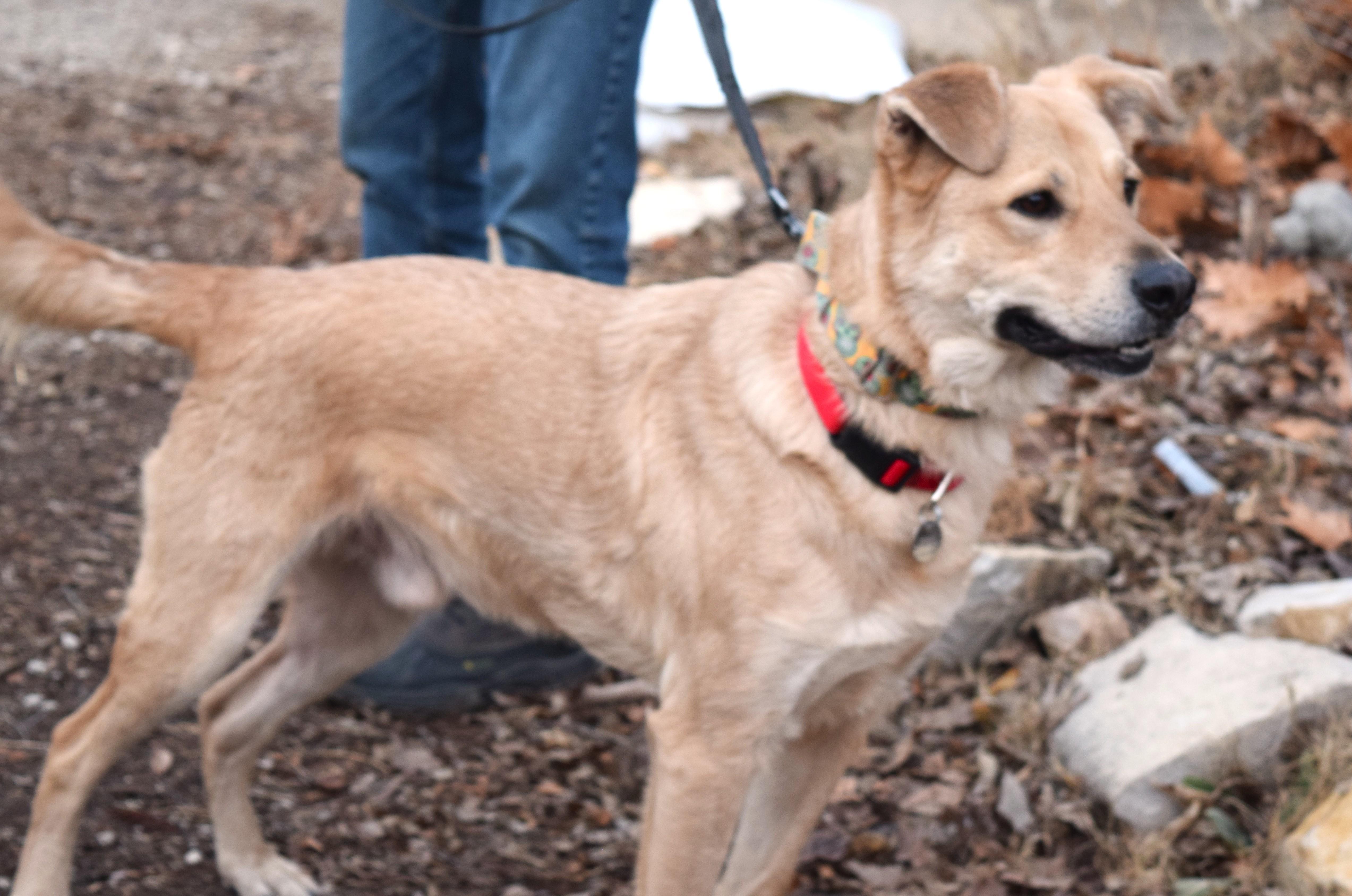 Frank, an adopted mixed breed in Parkville, MO image 4/6