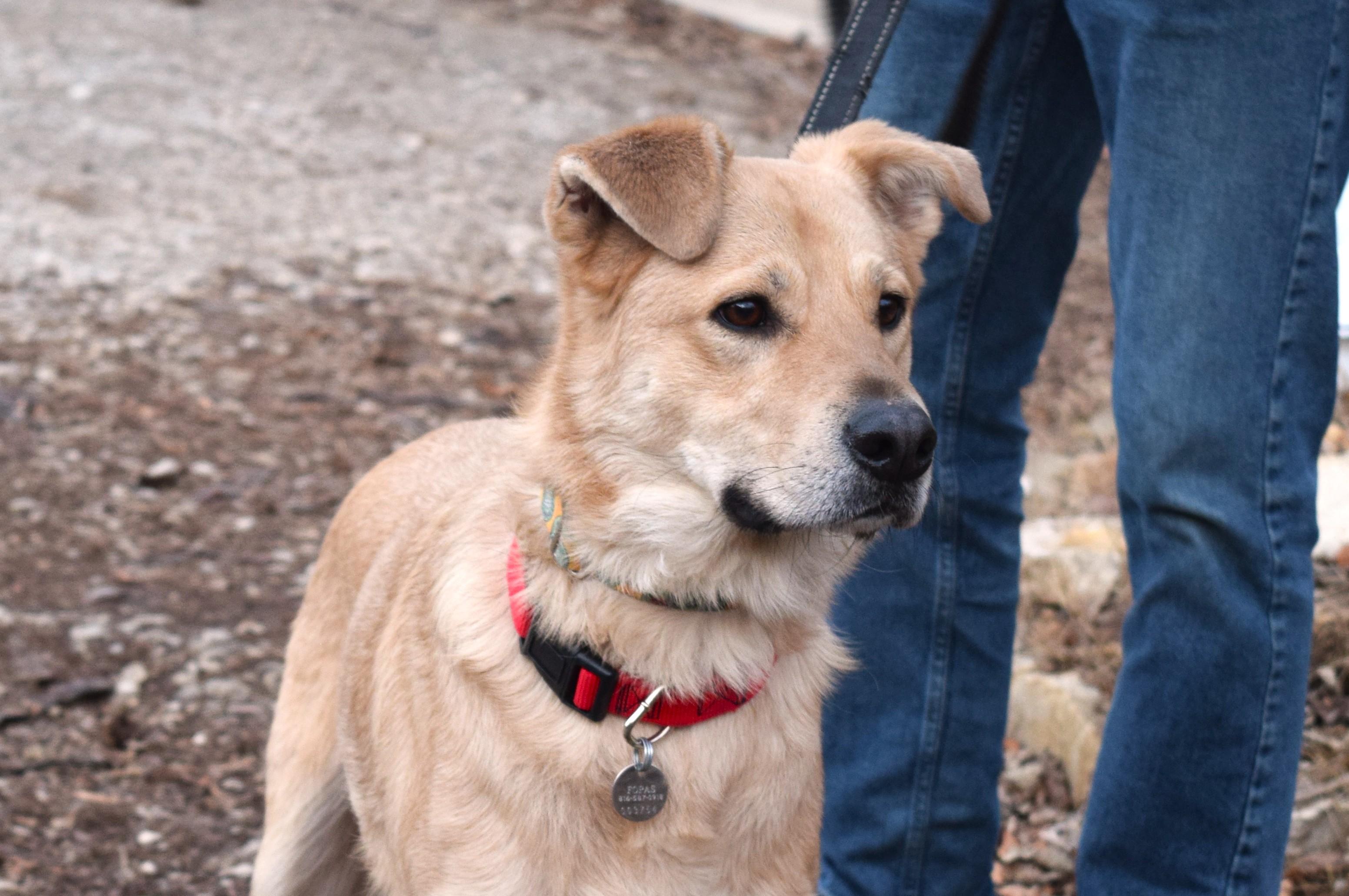 Frank, an adopted mixed breed in Parkville, MO image 2/6