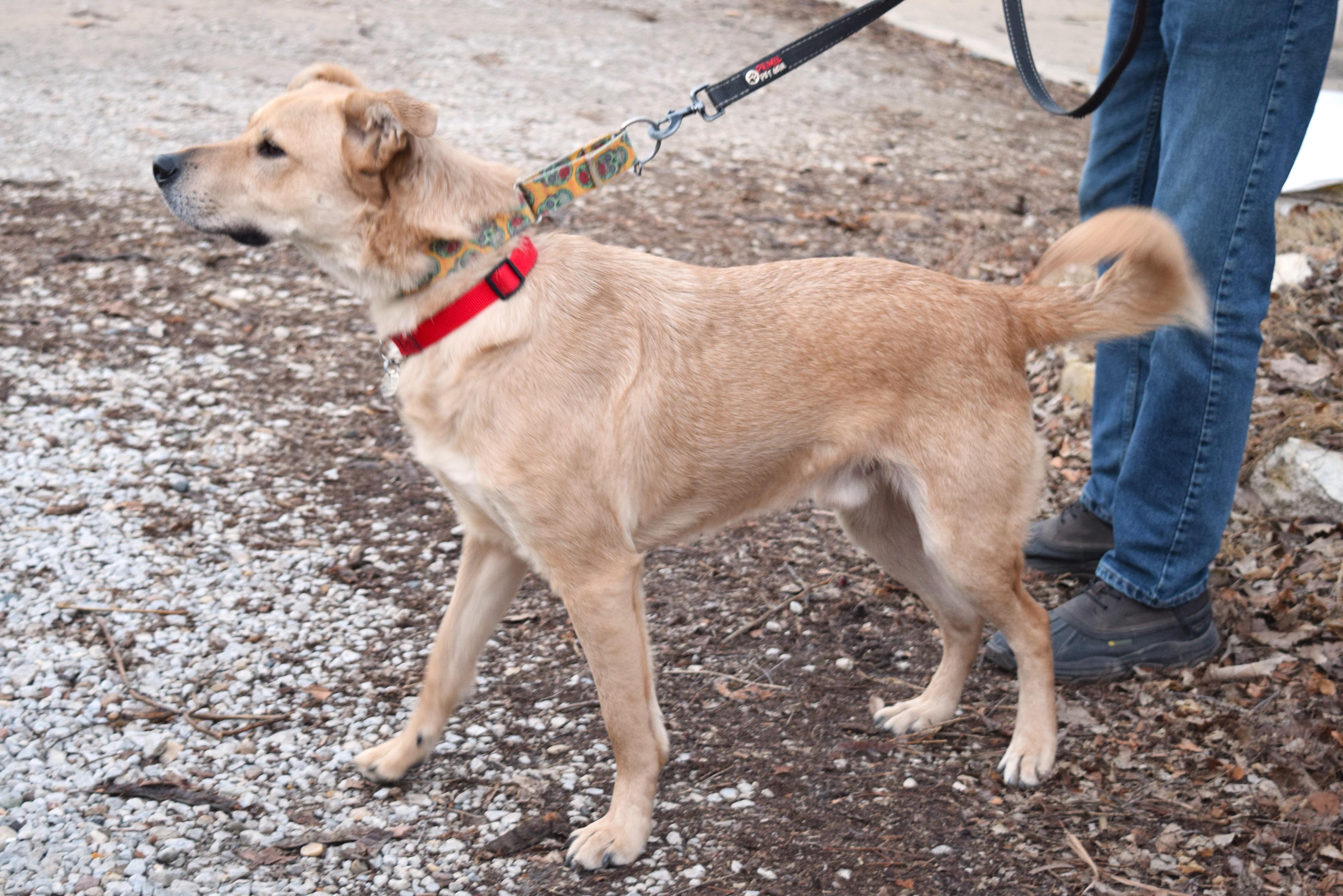 Frank, an adopted mixed breed in Parkville, MO image 3/6