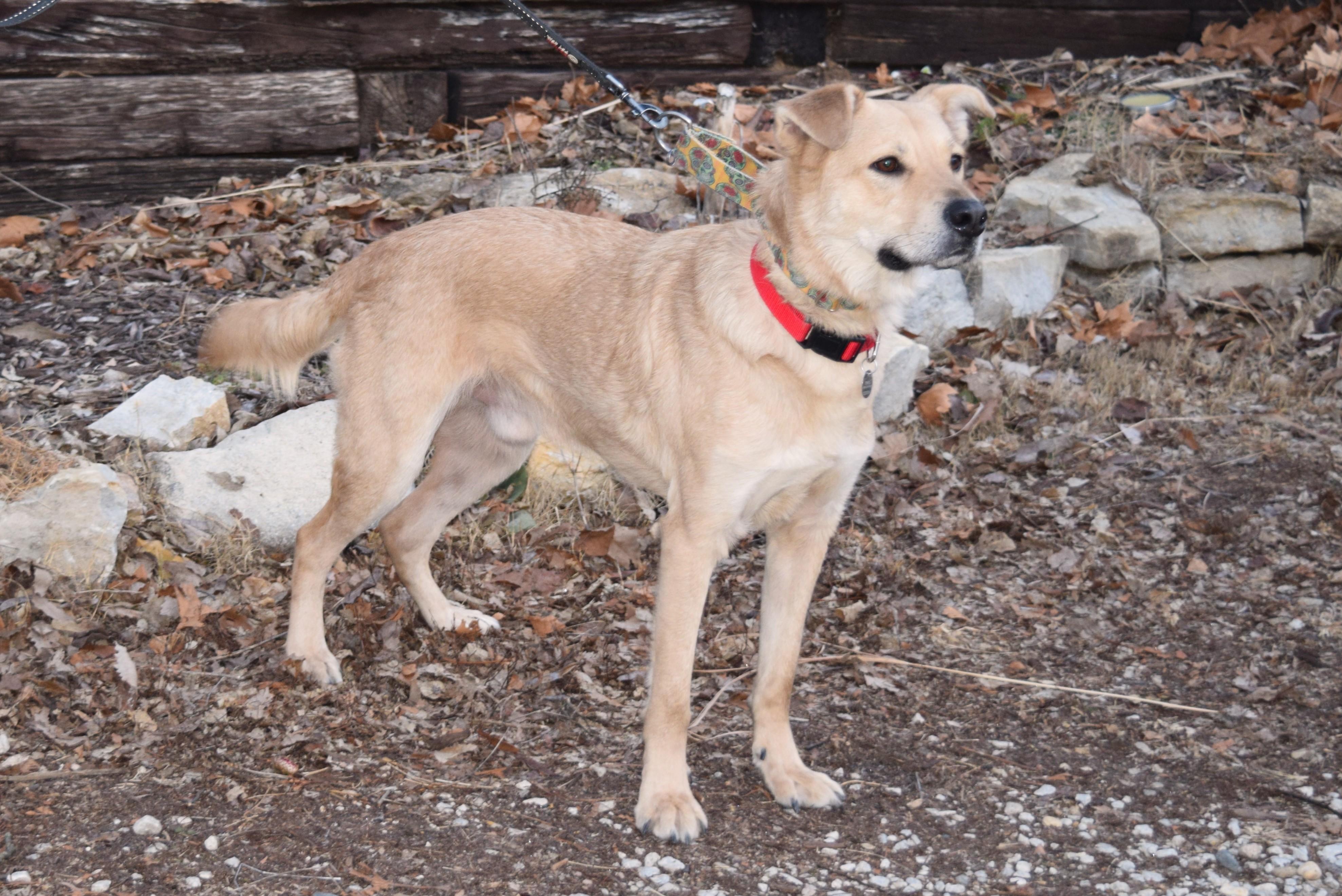 Frank, an adopted mixed breed in Parkville, MO image 6/6