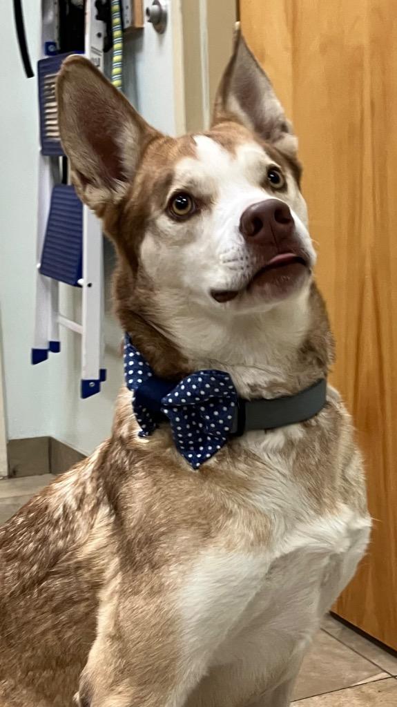 Dinkus, Adoptable, Adult Male Mixed Breed & Husky.