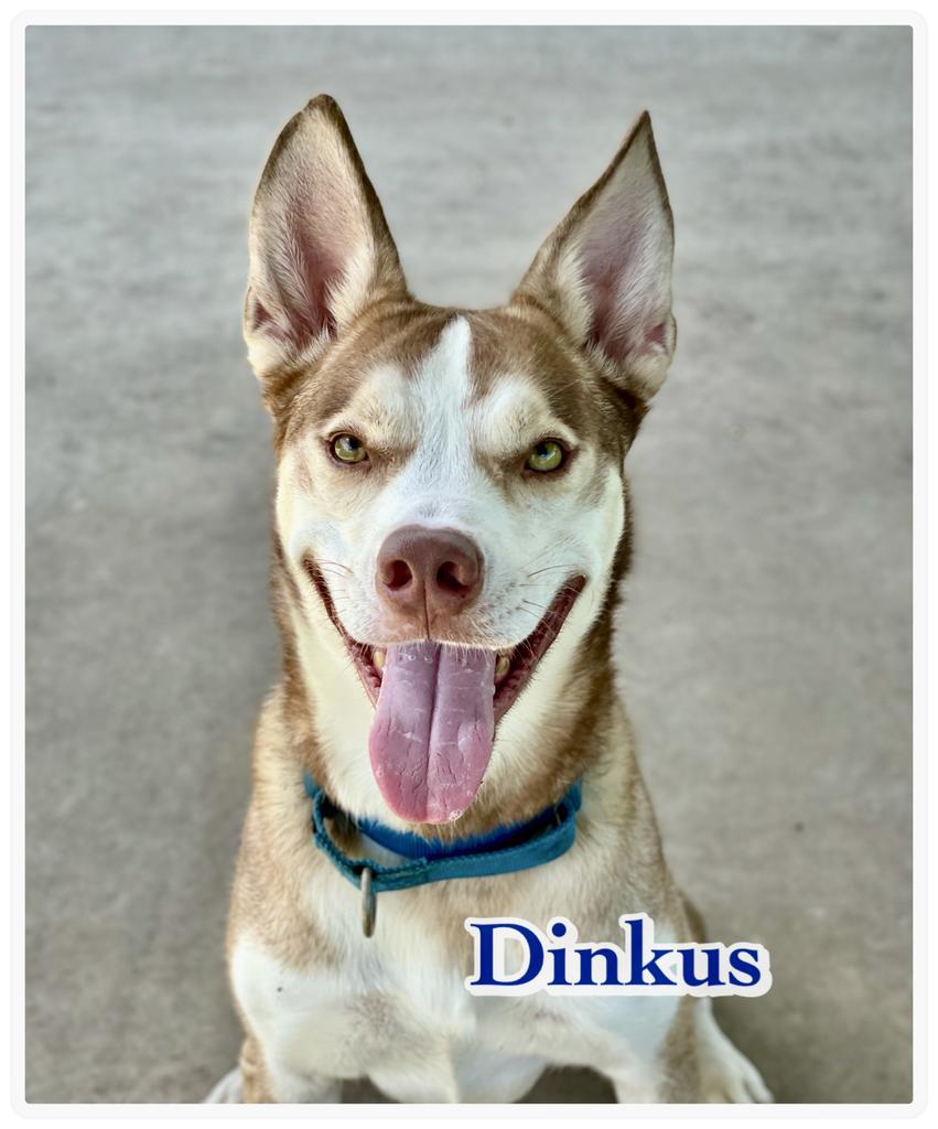 Dinkus, a Adoptable mixed breed in Ocala, FL image 2/6