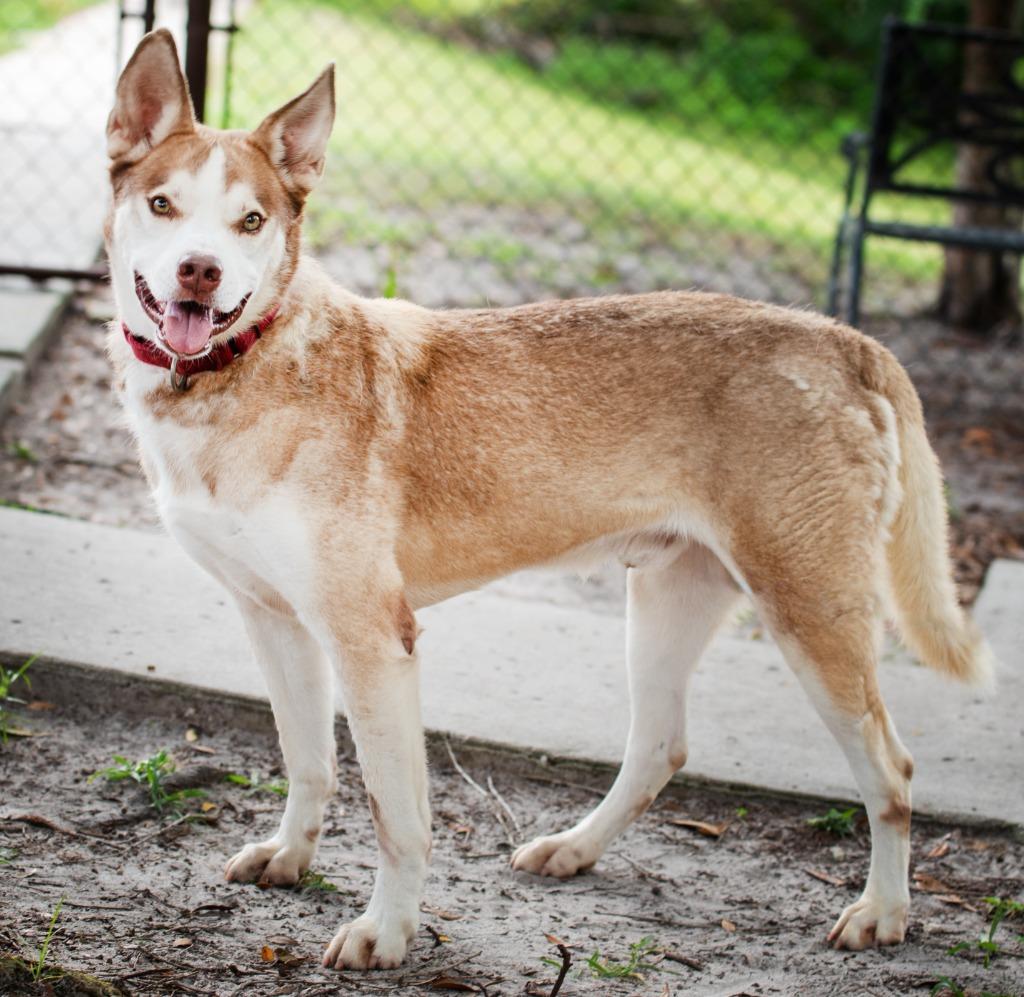 Dinkus, a Adoptable mixed breed in Ocala, FL image 1/6
