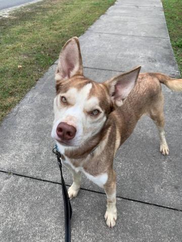 Dinkus, a Adoptable mixed breed in Ocala, FL image 2/6