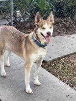 Dinkus, a Adoptable mixed breed in Ocala, FL image 3/6