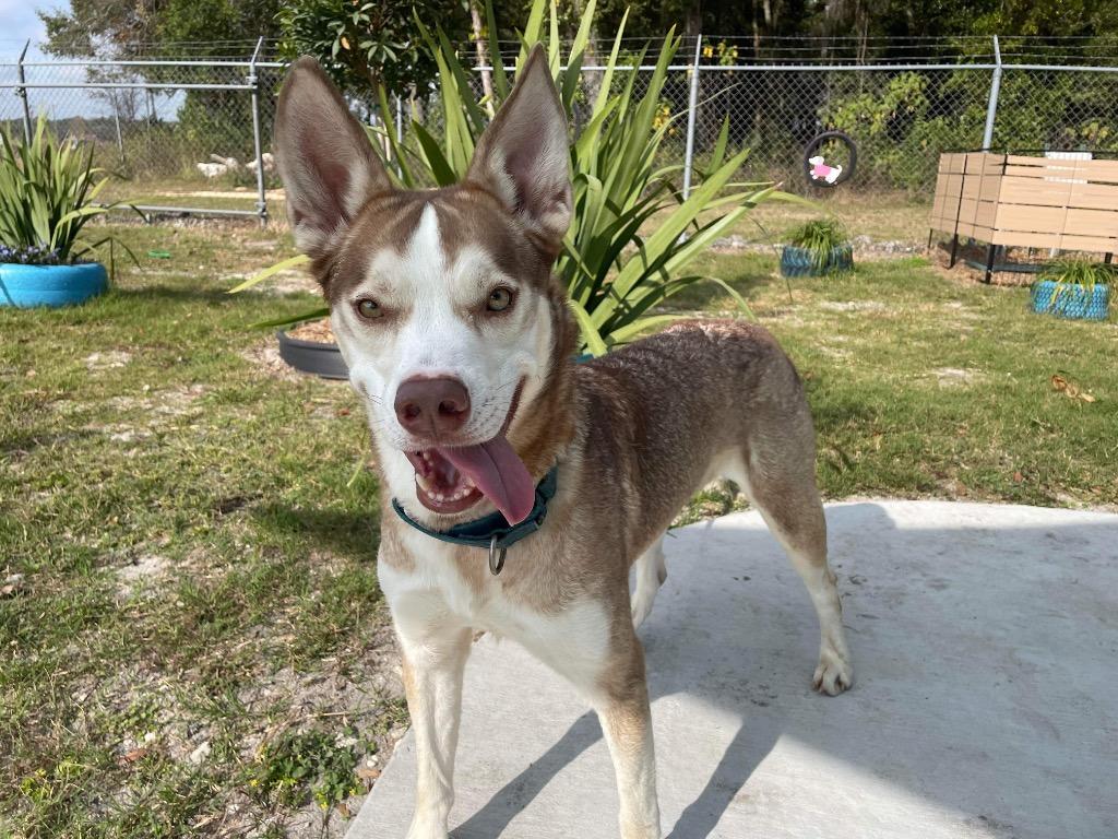 Dinkus, a Adoptable mixed breed in Ocala, FL image 6/6