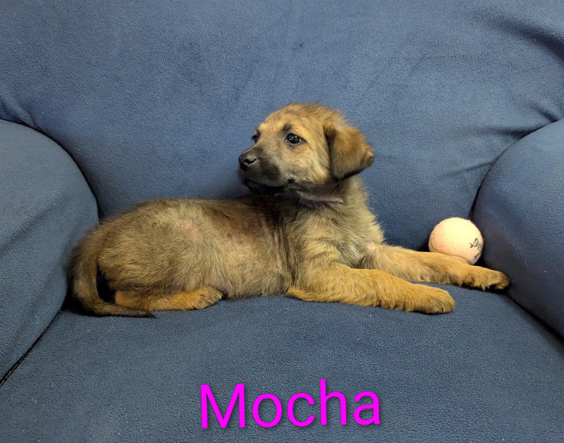 Enlarge Mocha, a ADOPTABLE mixed breed in Ossining, NY image 2/2